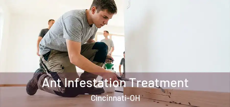 Ant Infestation Treatment Cincinnati-OH