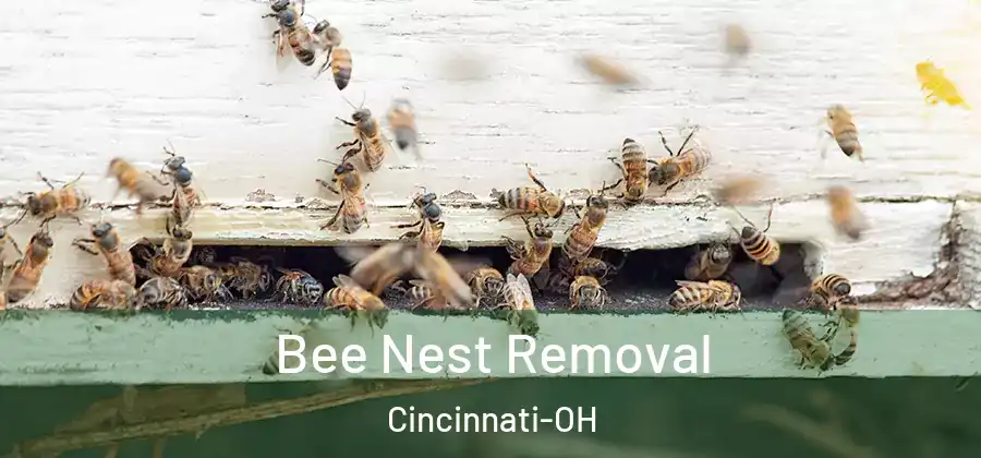 Bee Nest Removal Cincinnati-OH