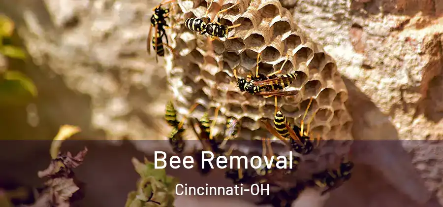 Bee Removal Cincinnati-OH