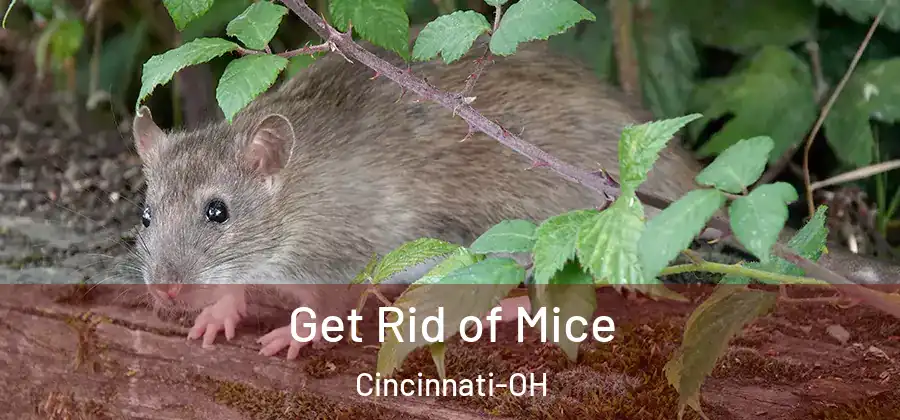 Get Rid of Mice Cincinnati-OH