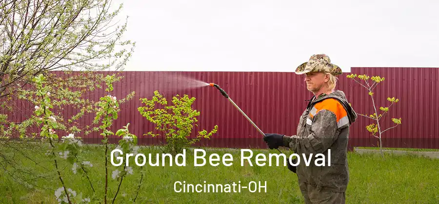 Ground Bee Removal Cincinnati-OH