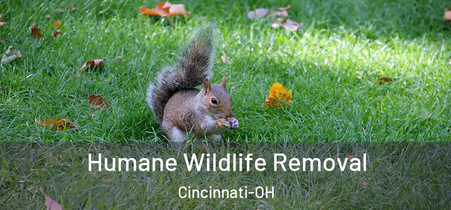 Humane Wildlife Removal Cincinnati-OH