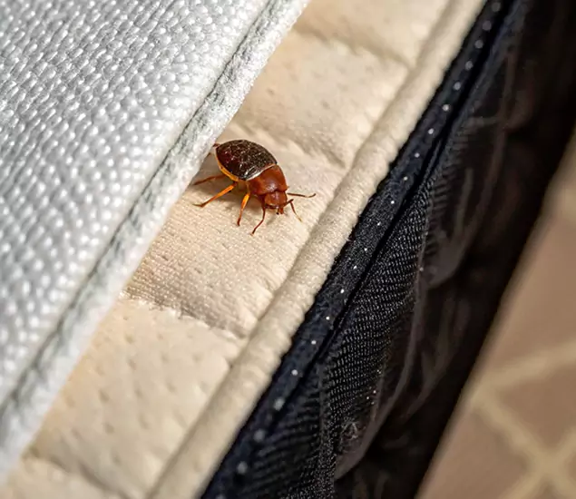 Bed Bug Exterminator Experts You Can Trust in Cincinnati, OH