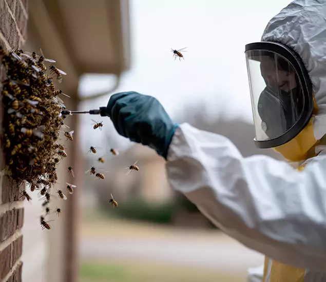Your Bee Removal Company in Cincinnati, OH