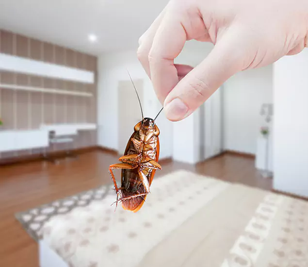 Your Cockroach Control Services in Cincinnati, OH