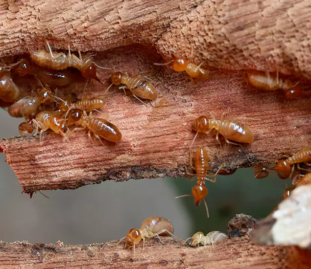About Our Drywood Termite Treatment Experts in Cincinnati, OH