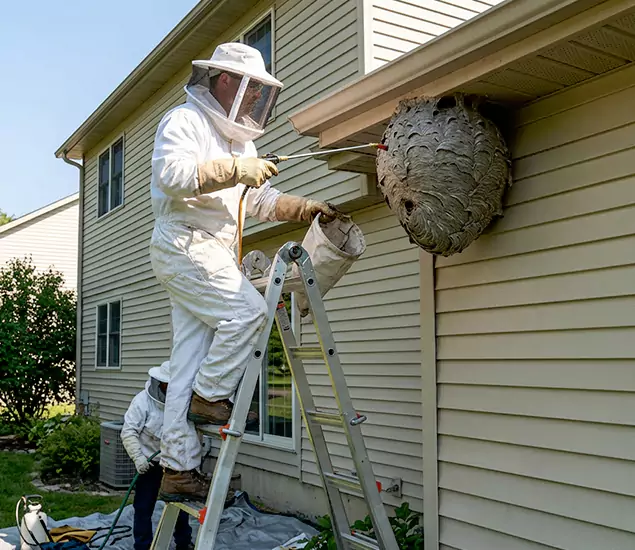 Expert Wasp Nest Removal: Your Local Wasp Nest Removal Company in Cincinnati, OH