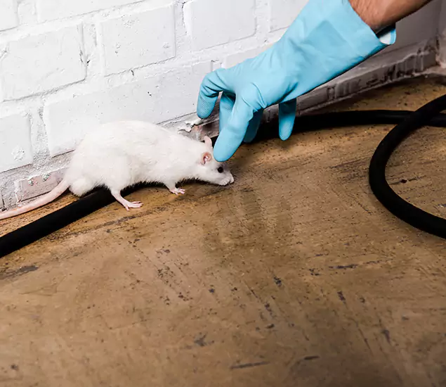 Trusted Mouse Exterminator: Your Rodent Control Company in Cincinnati, OH
