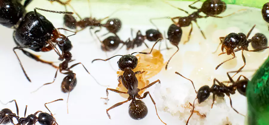 Argentine Ant Barrier Treatment in Cincinnati