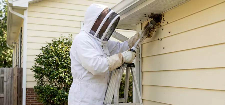 Ground Bee Removal in Cincinnati
