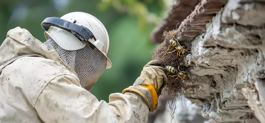 Bee and Wasp Hornet Removal in Cincinnati