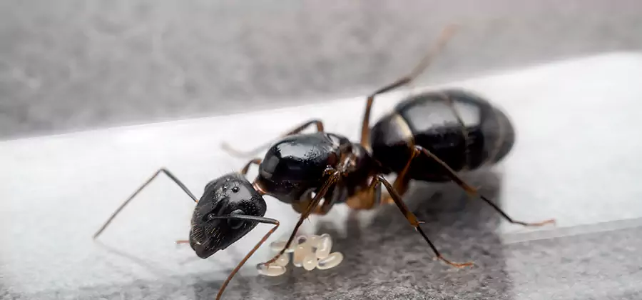 Black Ants in Kitchen Elimination in Cincinnati