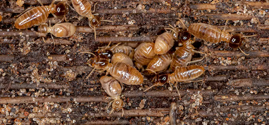 Bora Care Residential Termite Control in Cincinnati