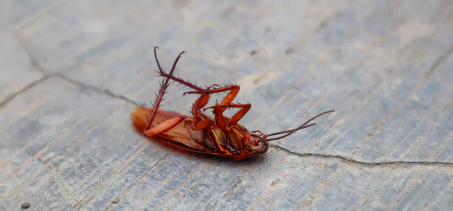 Cockroach Eradication for Commercial Properties in Cincinnati