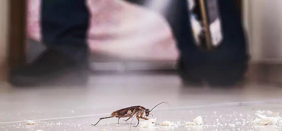 Roach House Treatment Cincinnati