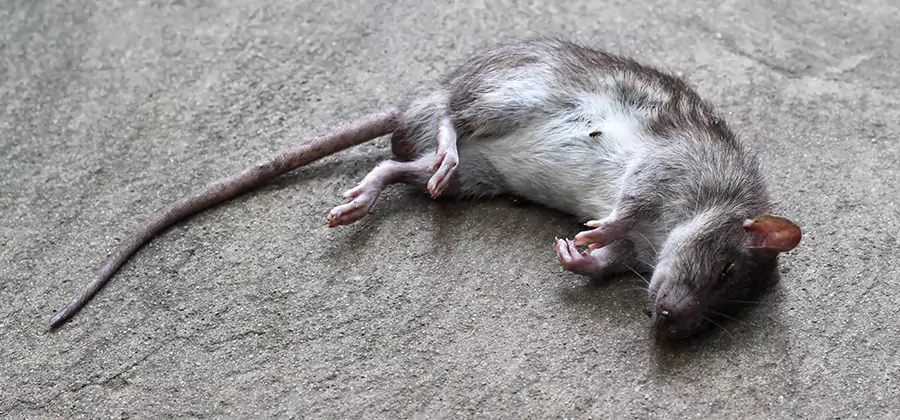 Dead Rat Disposal in Cincinnati