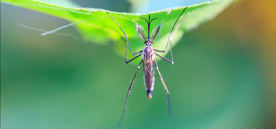 Pest and Mosquito Control for Yard and Patio in Cincinnati