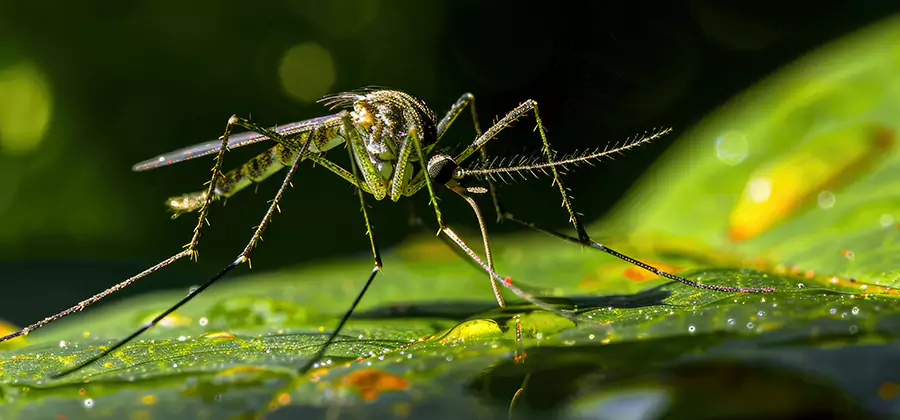 Tick and Mosquito Spray in Cincinnati