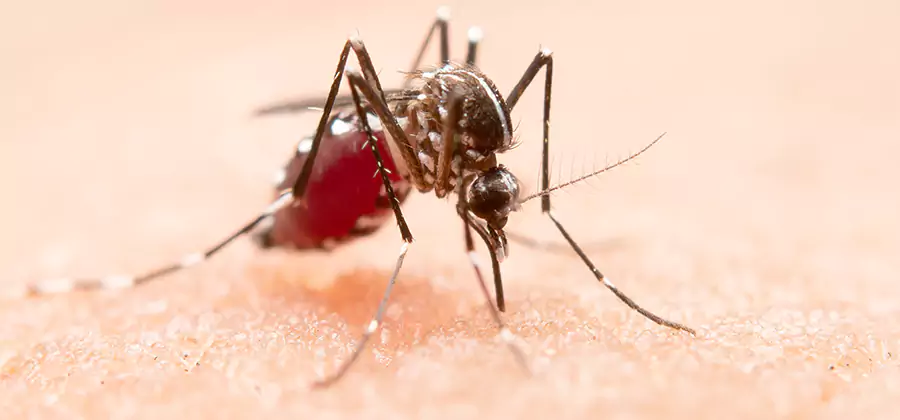 Pond Mosquito Control and Water Treatment in Cincinnati