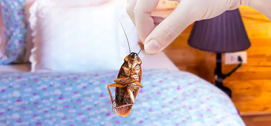 Bed Bug Inspection in Cincinnati
