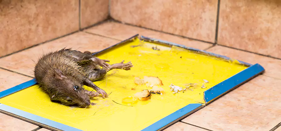 Rat Trapping Service In Cincinnati