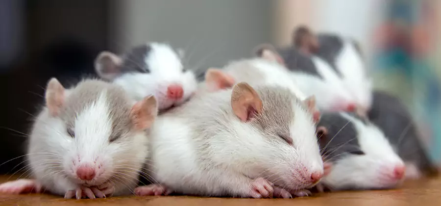 Rat Infestation Exclusion Service in Cincinnati