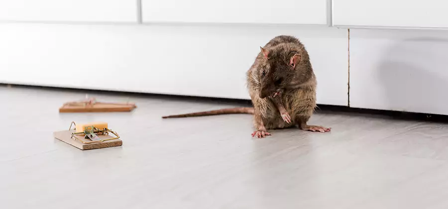 Rat Baiting Removal Service in Cincinnati