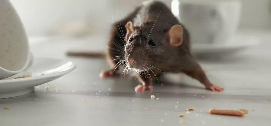Attic Rat Exclusion Service in Cincinnati