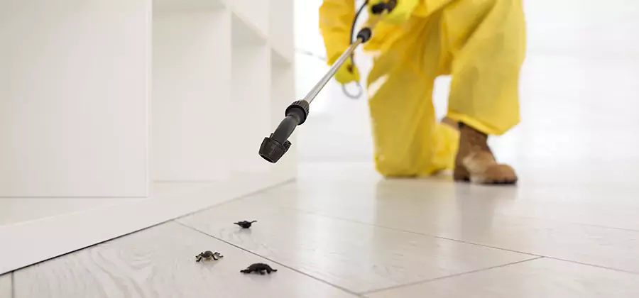 Roach and Bed Bug Exterminator in Cincinnati