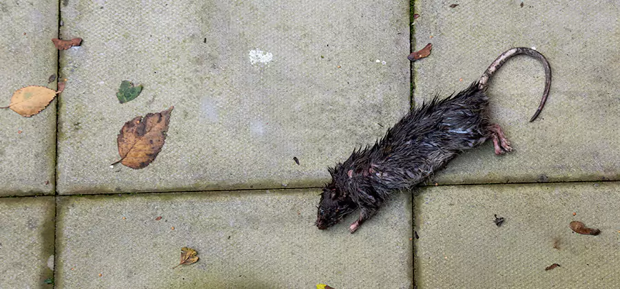 Rodent inspection service in Cincinnati