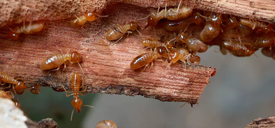 Perimeter Soil Termite Treatment in Cincinnati