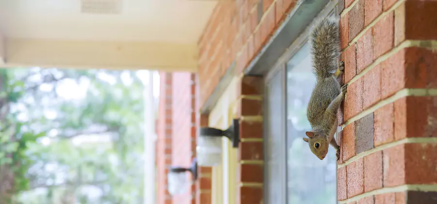 Squirrel Inside Walls Removal in Cincinnati