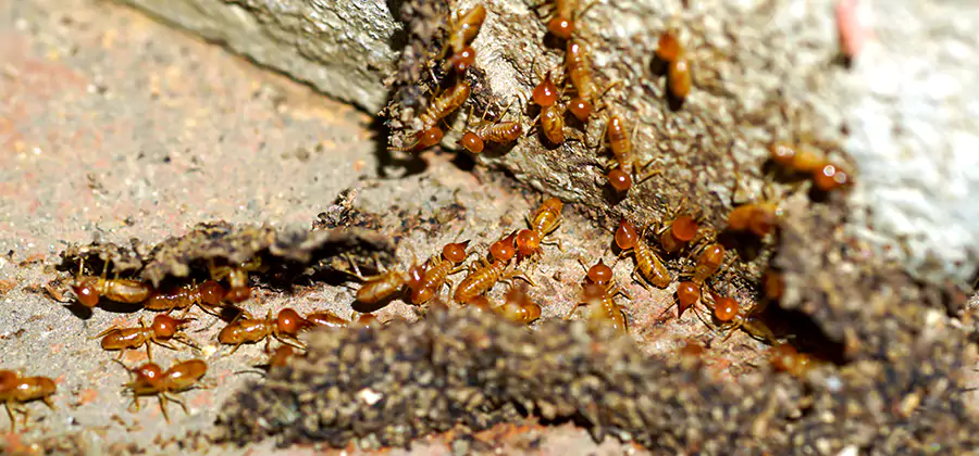 Wood Treatment and Localized Termite Solutions in Cincinnati