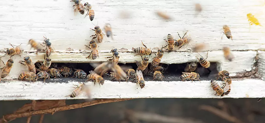 Residential Termite Fumigation in Cincinnati