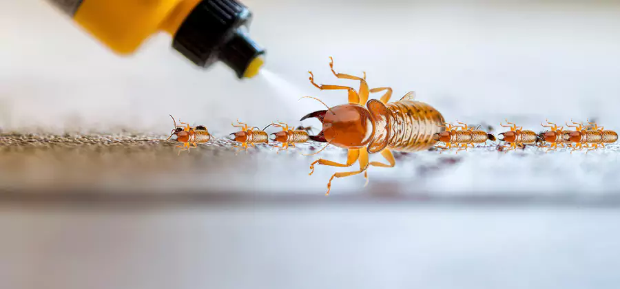 Foundation Termite Spraying Control in Cincinnati