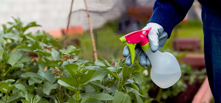 Yellow Jacket Pest Removal for Commercial Properties in Cincinnati