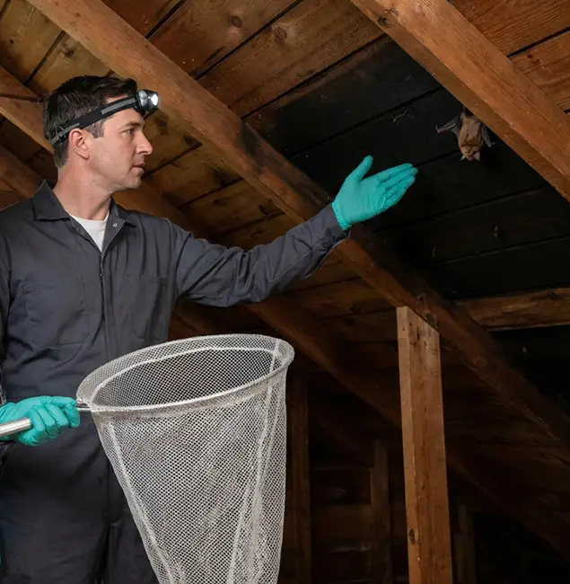 Why Cincinnati Pest Control Pro Is the Right Choice in Cincinnati, OH?