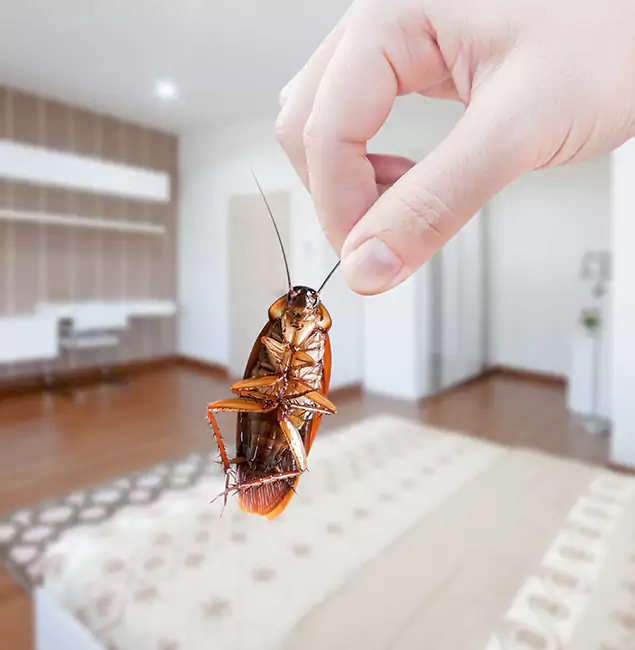Why Cincinnati Pest Control Pro Stand Out for Bed Bug Fumigation in Cincinnati, OH?