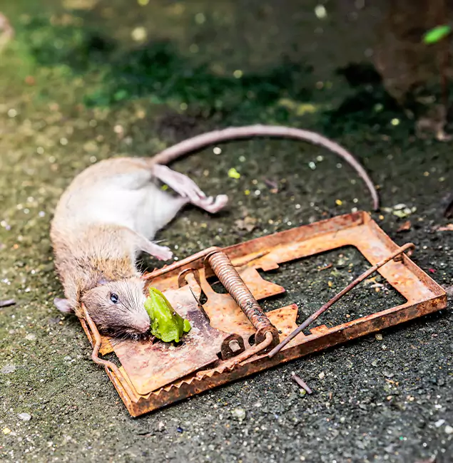 Why Cincinnati, OH Homeowners Trust Cincinnati Pest Control Pro for Rodent Removal?