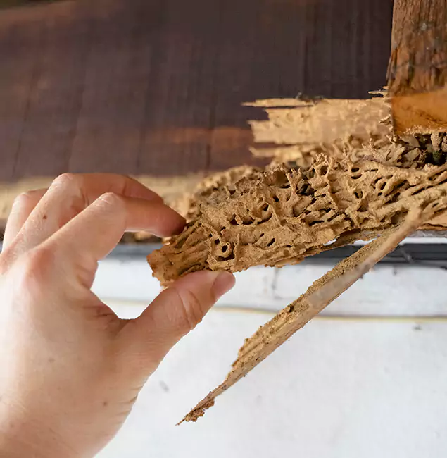 Why Choose Cincinnati Pest Control Pro in Cincinnati, OH?