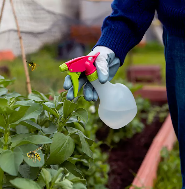 Why Cincinnati Homeowners Choose Cincinnati Pest Control Pro for Honey Bee Removal?