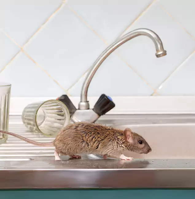 Why Cincinnati, OH Trusts Cincinnati Pest Control Pro for Humane Rodent Control?