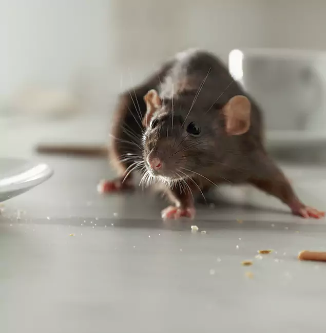 Why Cincinnati Homeowners Choose Cincinnati Pest Control Pro for Mice Control?