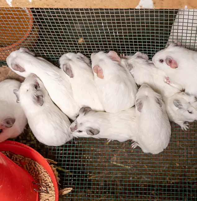 Why Cincinnati Pest Control Pro Is the Trusted Choice in Cincinnati, OH?