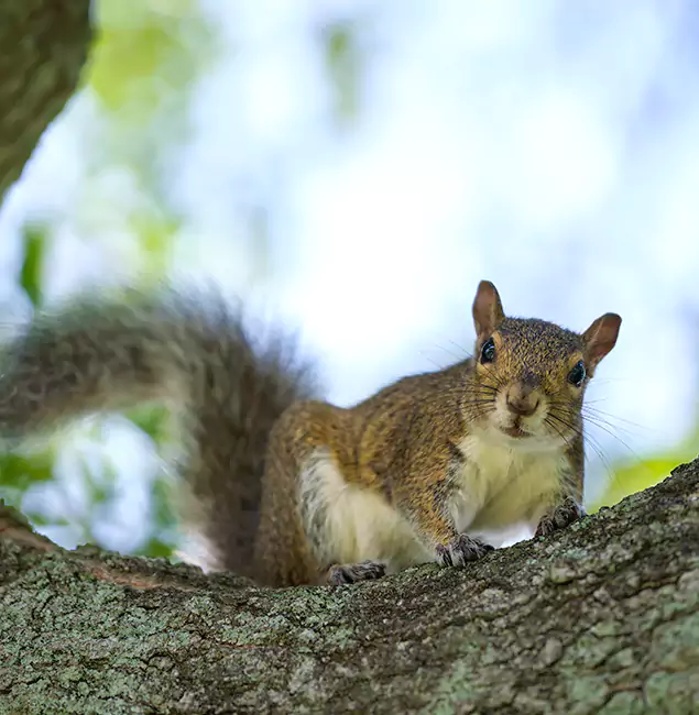 Why Cincinnati, OH Relies on Cincinnati Pest Control Pro for Squirrel Pest Control?