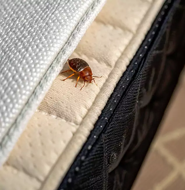 Why Cincinnati Homeowners Trust Cincinnati Pest Control Pro for Tick Treatment?