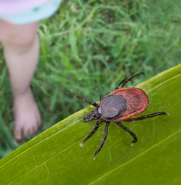Why Cincinnati Homeowners Choose Cincinnati Pest Control Pro for Tick Extermination?