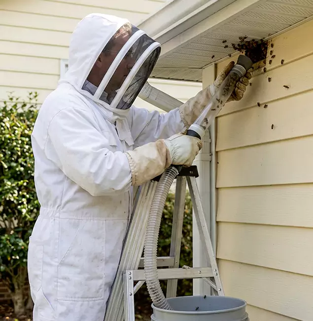 Why Cincinnati Trusts Cincinnati Pest Control Pro for Wasp Control?