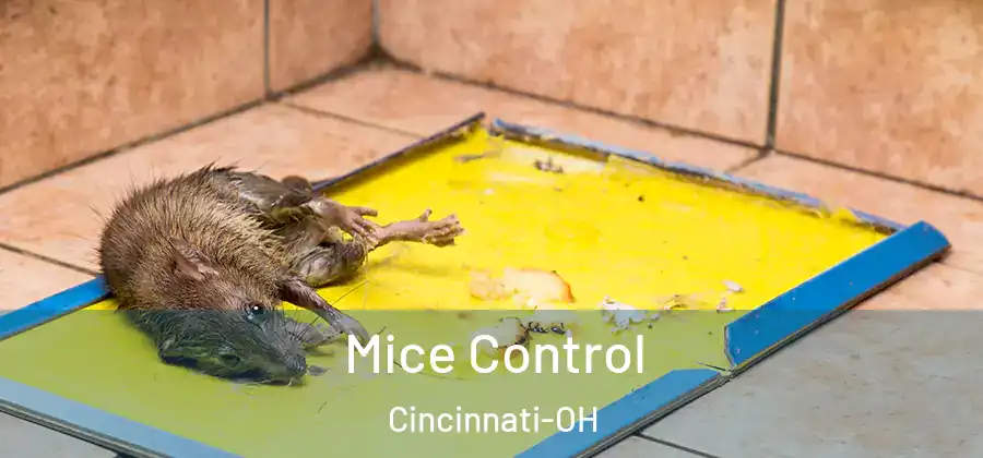Mice Control Cincinnati-OH
