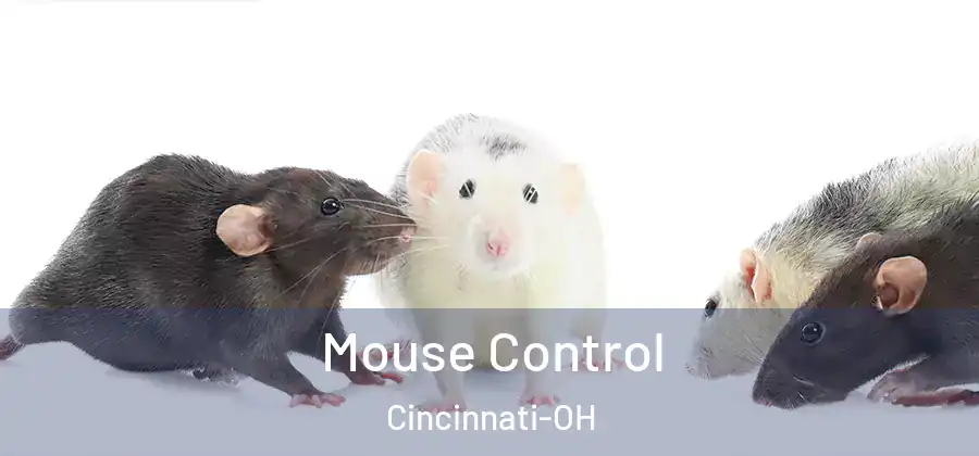 Mouse Control Cincinnati-OH